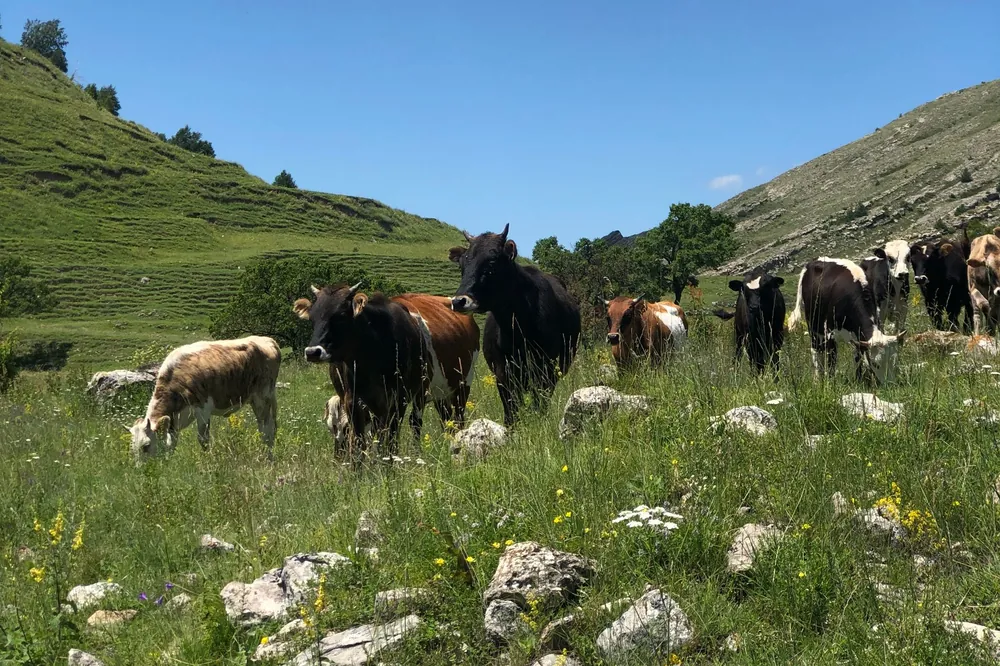A herd of dairy and beef cattle grazing on a green hillside pasture