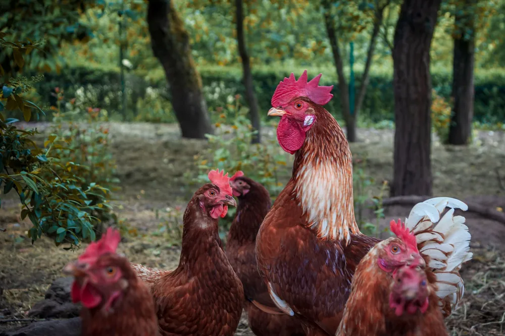 A rooster and red hens foraging in a shaded farmyard