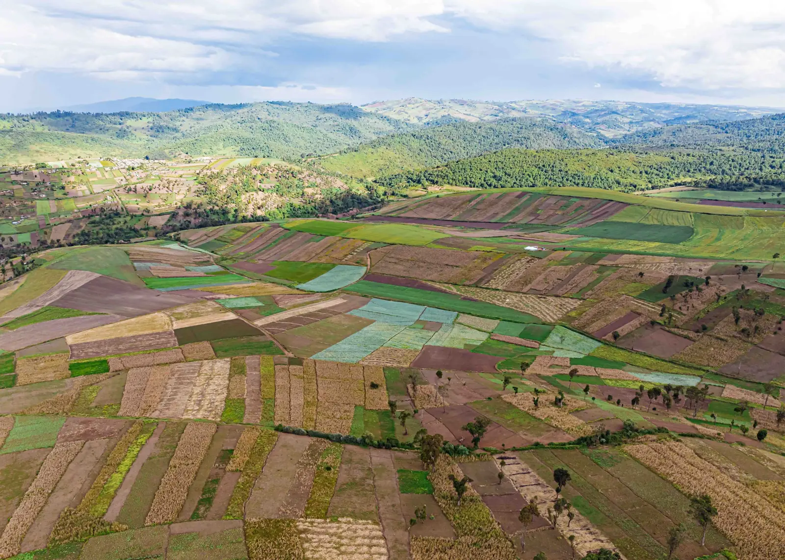 Patchwork farms on the hills of Mau Narok, Nakuru County