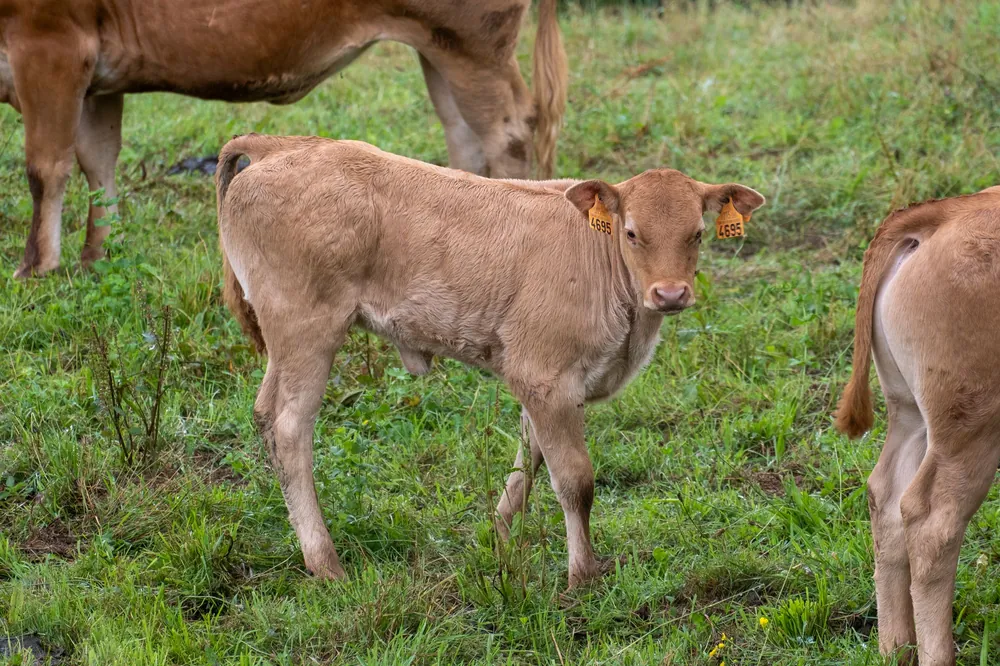 A young brown calf with ear tags standing in a green pasture